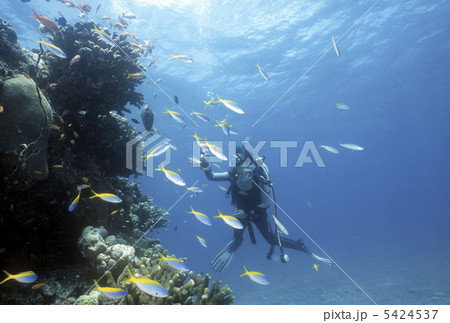 熱帯魚とダイバー 熱帯魚とダイバー 5424537