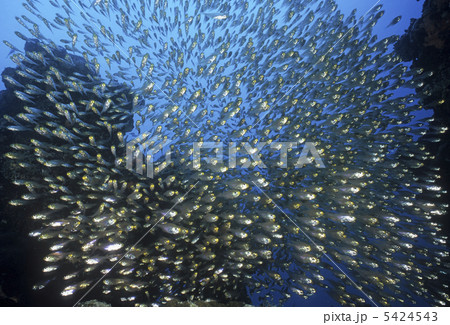 キンメモドキの大群 5424543