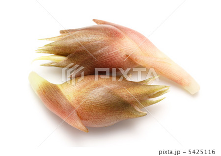 ミョウガ ミョウガ 5425116