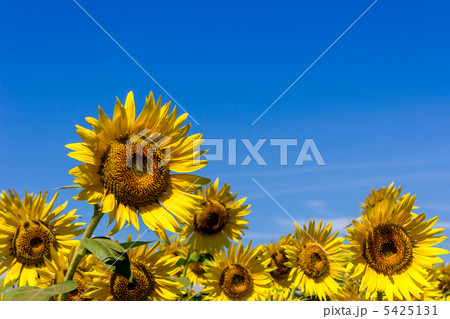 ヒマワリ　順光 5425131