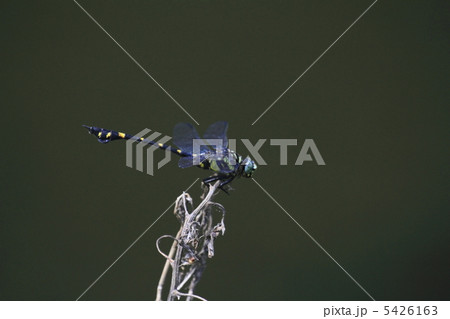 ウチワヤンマ 5426163