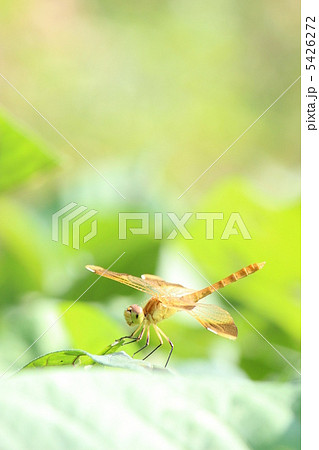 ミヤマアカネ 5426272