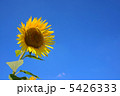 ひまわり 5426333