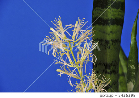サンスベリアの花 サンスベリアの花 5426398