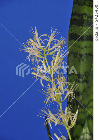 サンスベリアの花 サンスベリアの花 5426400