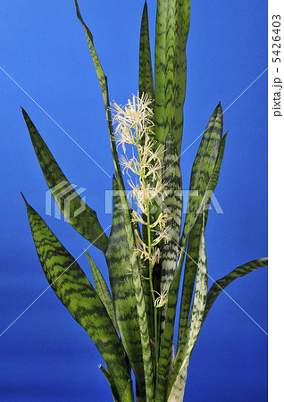 サンスベリアの花 5426403