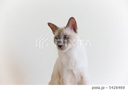 白いシャム猫 5426469