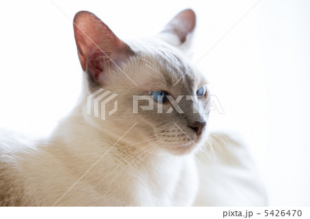 白いシャム猫の写真素材