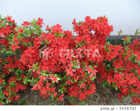 つつじ 5426702