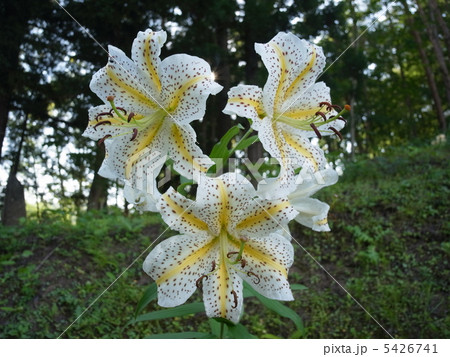 ヤマユリ(2) ヤマユリ(2) 5426741