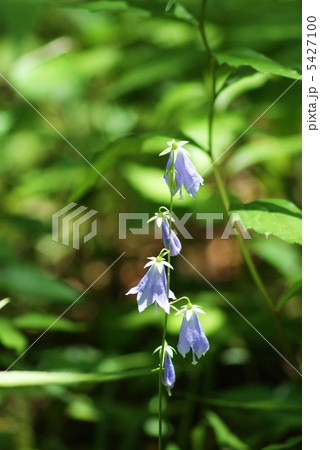 岨(切りたった崖)に咲くという高山植物ソバナの花・縦位置 岨(切りたった崖)に咲くという高山植物ソバナの花・縦位置 5427100