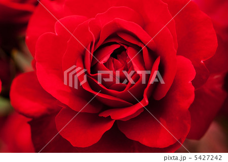 ユーロピアーナ 5427242