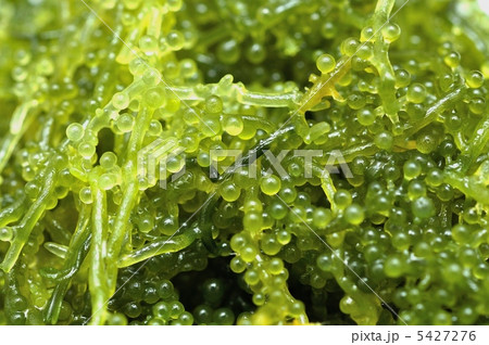 海ぶどう(沖縄産) 5427276