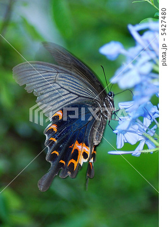 羽ばたくクロアゲハ 5427480