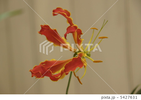 ユリグルマ 5427631