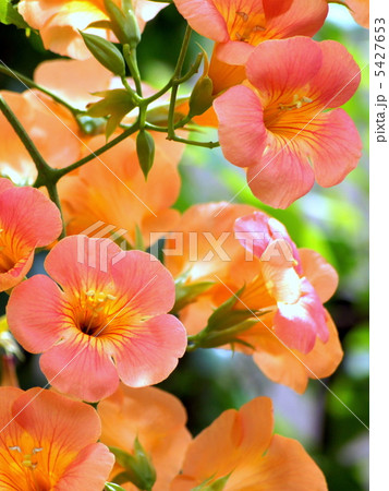 ノウゼンカヅラ（オレンジ） 5427653