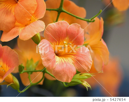 ノウゼンカヅラ(オレンジ) ノウゼンカヅラ(オレンジ) 5427654