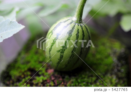 スイカの赤ちゃんの写真素材