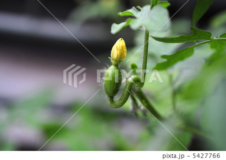 スイカの雌花 スイカの雌花 5427766