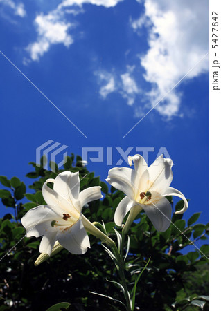 ヤマユリ ヤマユリ 5427842