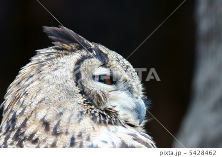 鷲木菟ワシミミズク　最も強い夜の猛禽　なんだけど・・・ 5428462