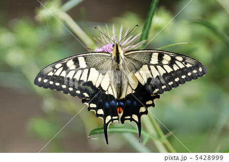キアゲハ夏型 キアゲハ夏型 5428999