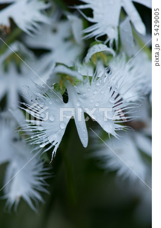 夏です。 鷺草の季節です。 夏です。 鷺草の季節です。 5429005