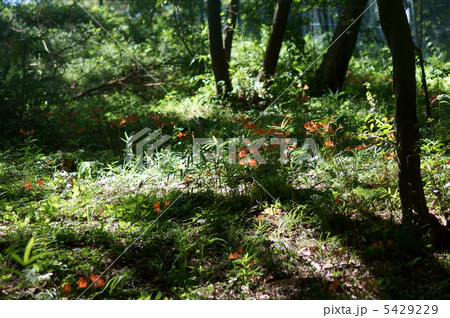 狐の剃刀　キツネノカミソリと申します。 5429229