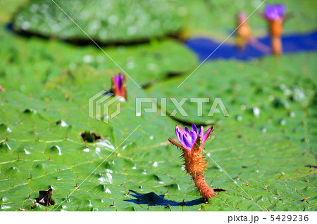 オニバスの花 5429236