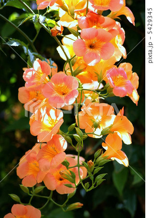 ノウゼンカヅラ(オレンジ) ノウゼンカヅラ(オレンジ) 5429345