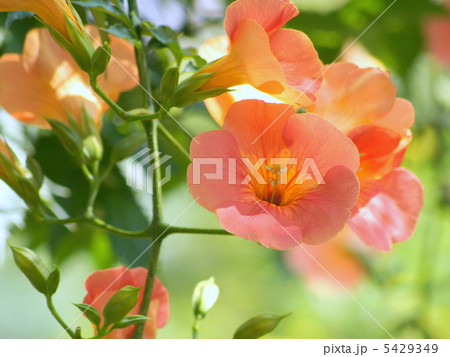 ノウゼンカヅラ（オレンジ） 5429349