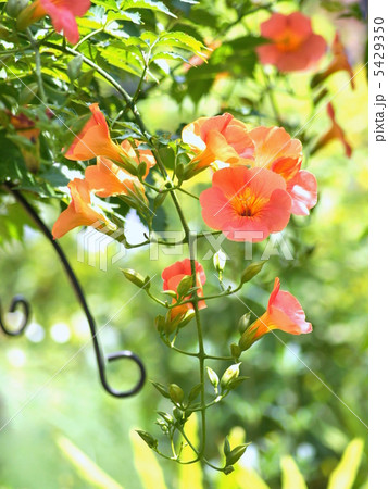 ノウゼンカヅラ（オレンジ） 5429350