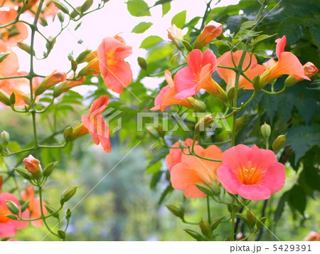 ノウゼンカヅラ(オレンジ) ノウゼンカヅラ(オレンジ) 5429391