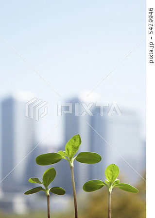 高層ビルと新芽 高層ビルと新芽 5429946