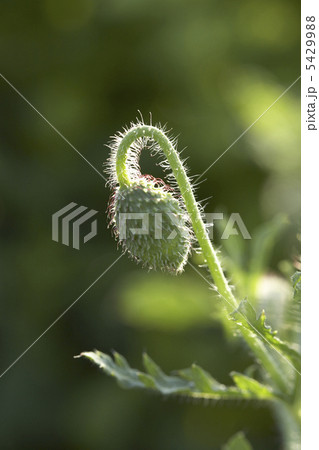 ポピーの蕾み 5429988