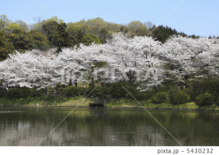 桜と池 5430232