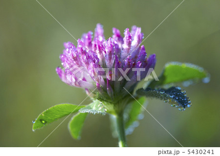 アカツメ草 アカツメ草 5430241