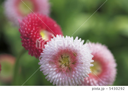 デージー デージー 5430292