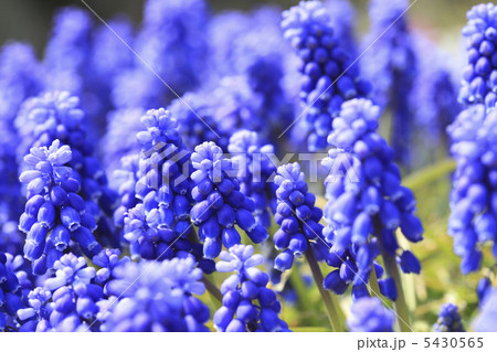ムスカリ 5430565