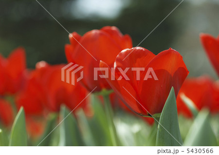 チューリップ 5430566