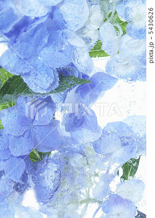あじさい水中花 5430626