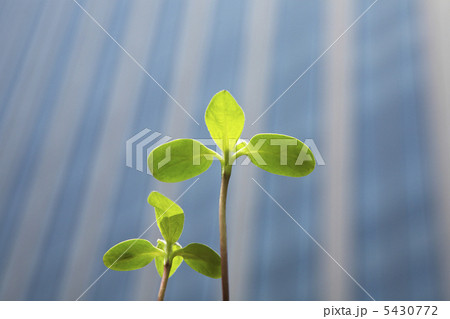 高層ビルと新芽 高層ビルと新芽 5430772