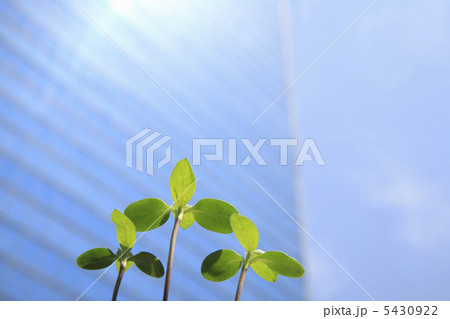 ビルと新芽 ビルと新芽 5430922
