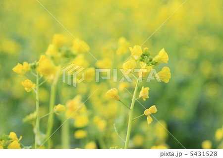 菜の花 5431528