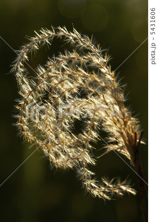 ススキの穂 5431606