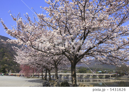 春の嵐山 5431626