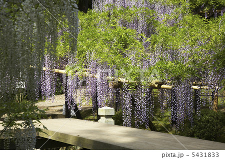 フジの花 フジの花 5431833