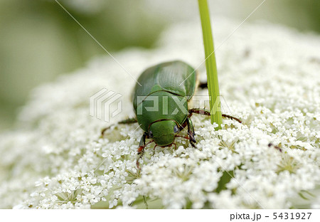 密を吸うハナムグリ 密を吸うハナムグリ 5431927