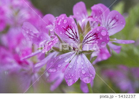 ゼラニューム ゼラニューム 5432237