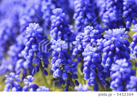 ムスカリ 5432304